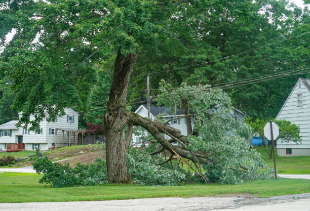 How Our Tree Care Process Works  in  Stafford, TX